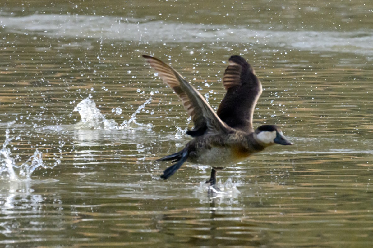 Schwarzkopf-Ruderente - ML646427151