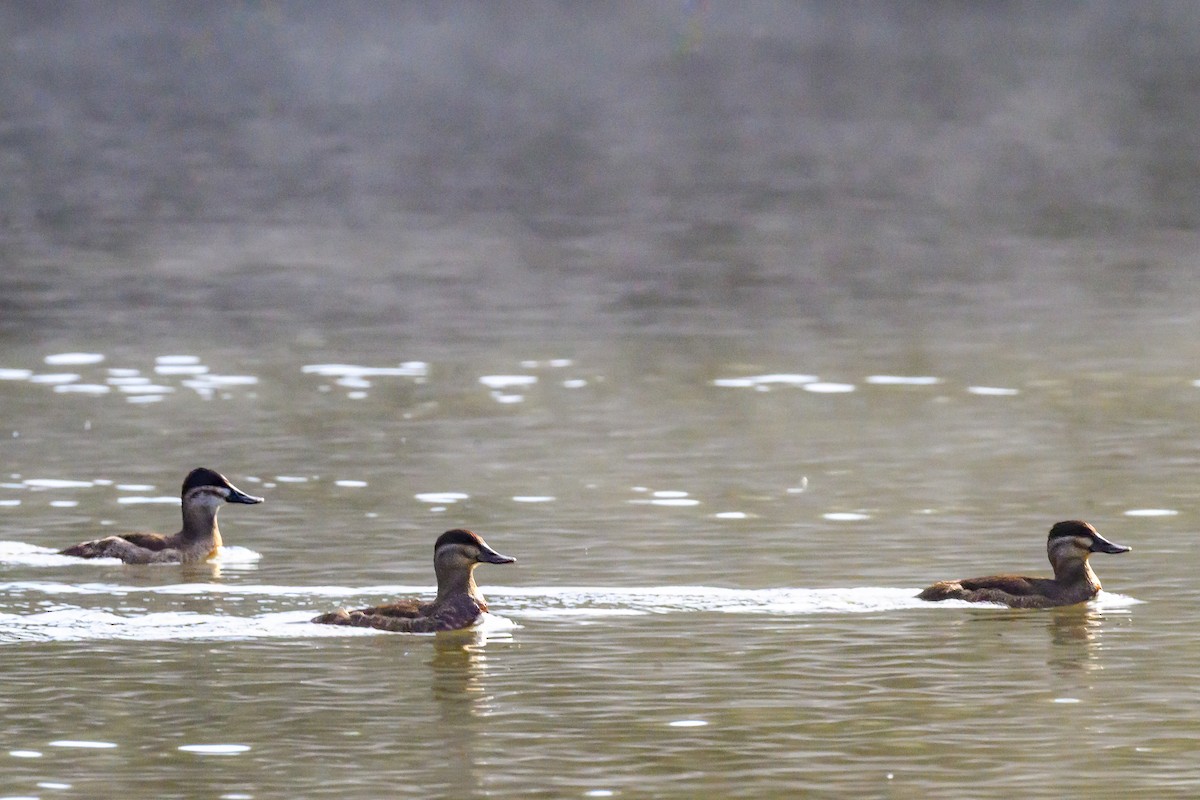 Schwarzkopf-Ruderente - ML646427152