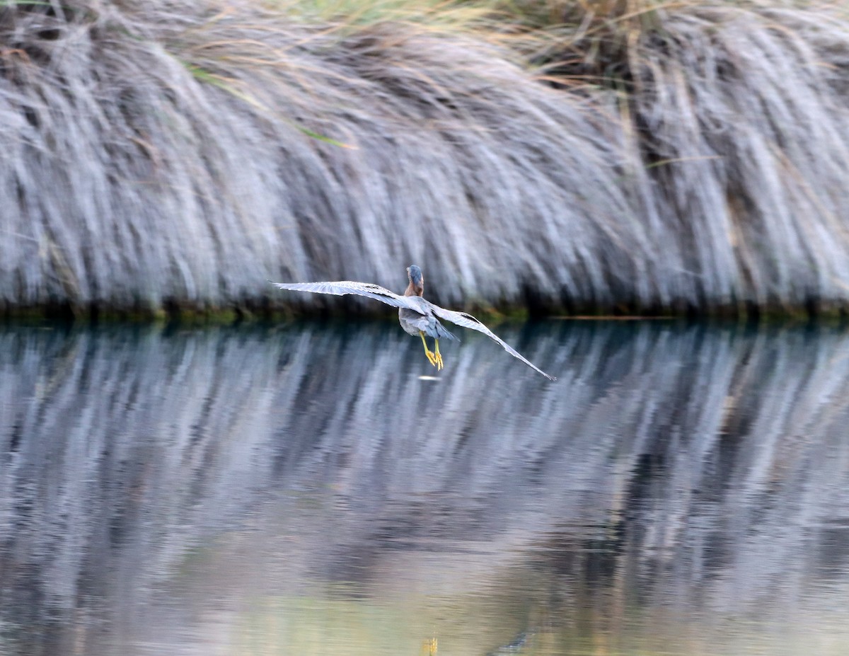 volavka zelenavá - ML646427153