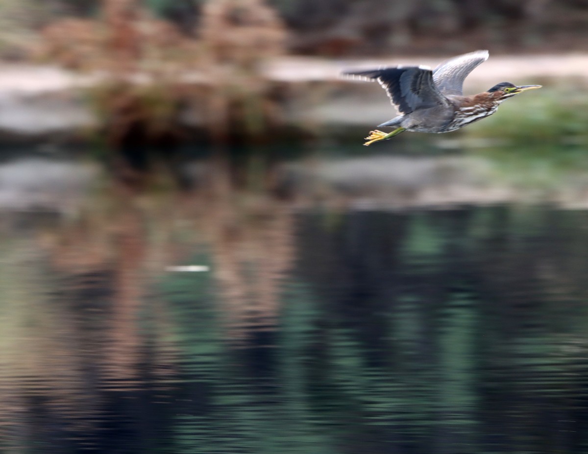 volavka zelenavá - ML646427154