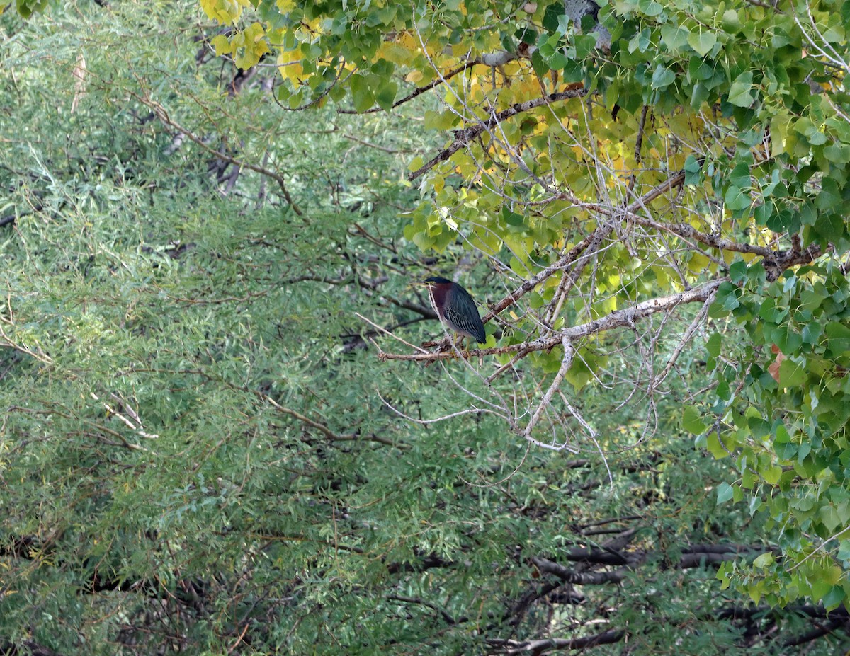 volavka zelenavá - ML646427155