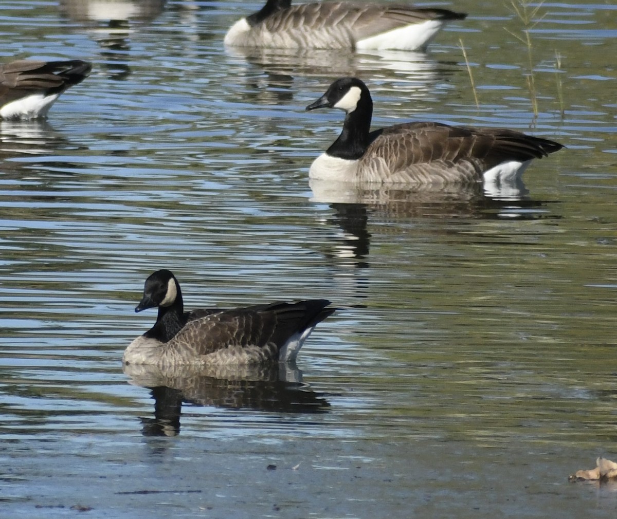 Cackling/Canada Goose - ML646427156