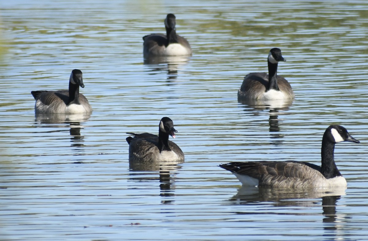 Cackling/Canada Goose - ML646427157