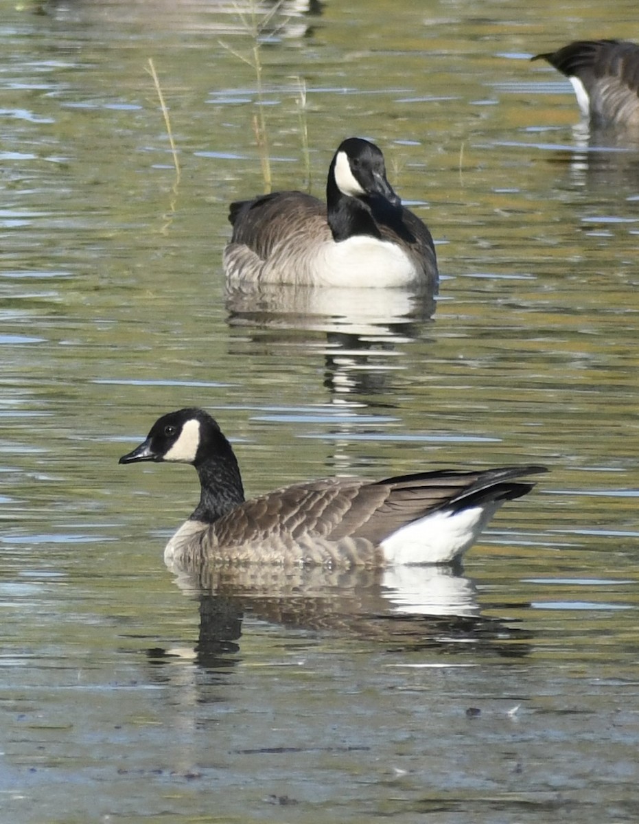 Cackling/Canada Goose - ML646427158