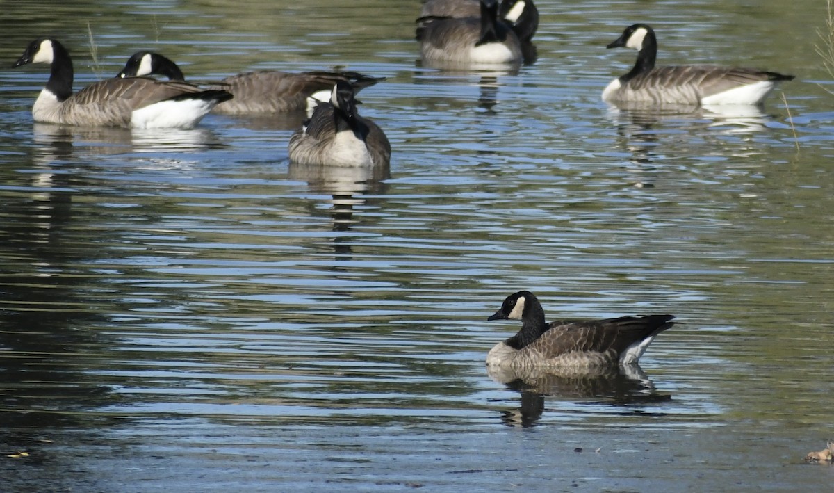 Cackling/Canada Goose - ML646427159