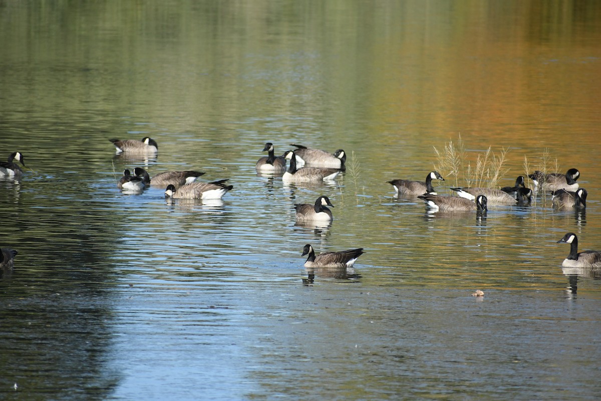 Cackling/Canada Goose - ML646427160