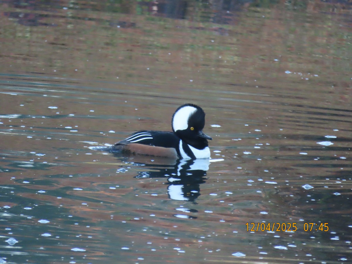 Hooded Merganser - ML646427161
