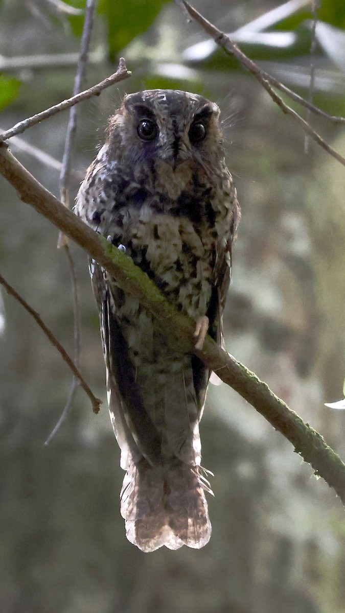 Mountain Owlet-nightjar - ML646427162