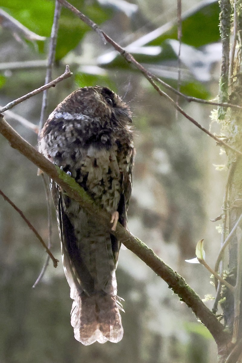 Mountain Owlet-nightjar - ML646427163