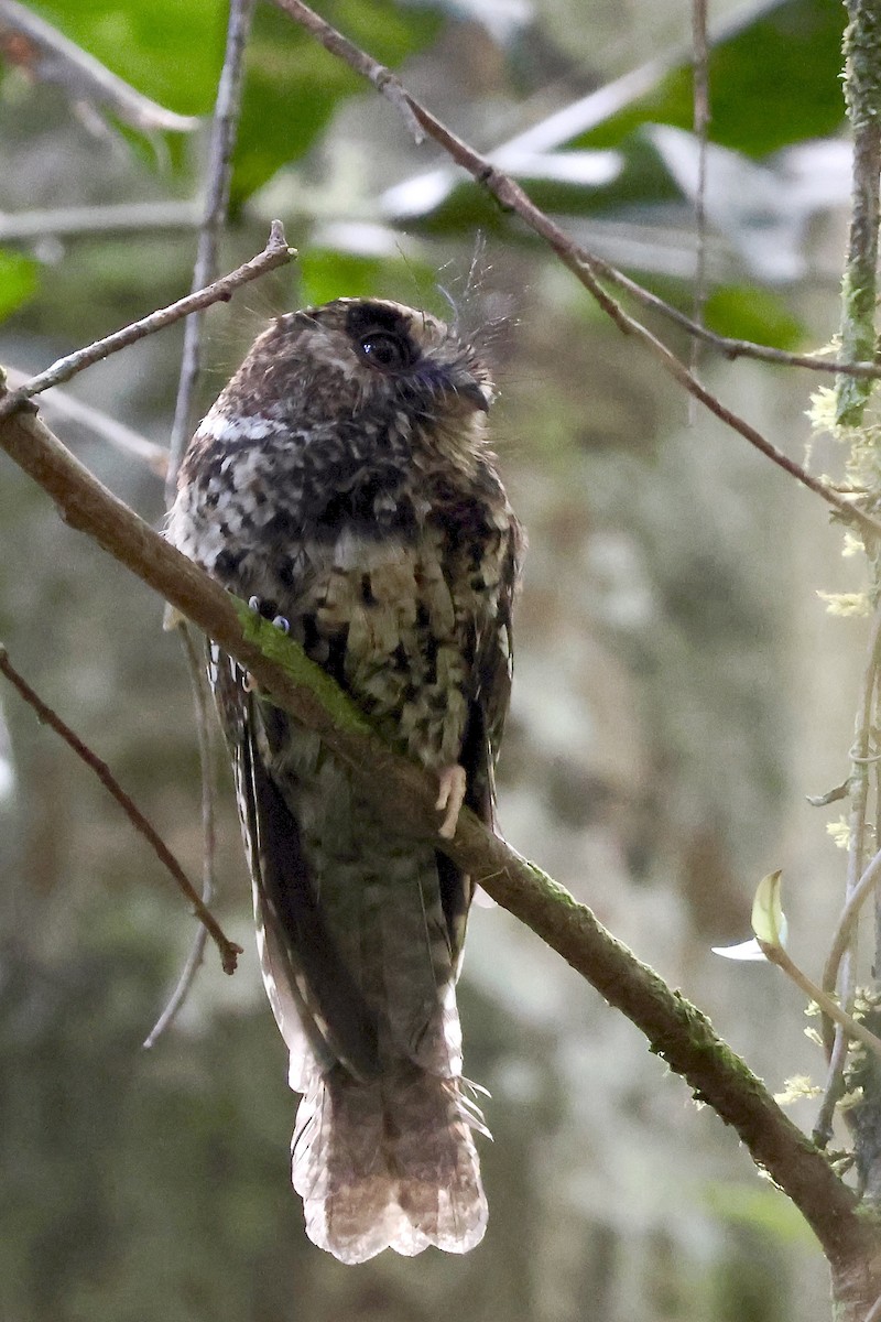 Mountain Owlet-nightjar - ML646427165