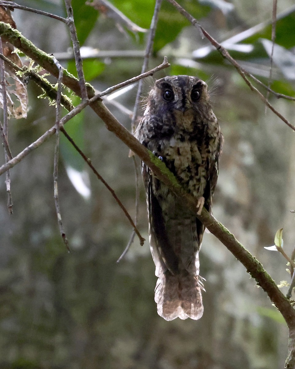 Mountain Owlet-nightjar - ML646427166