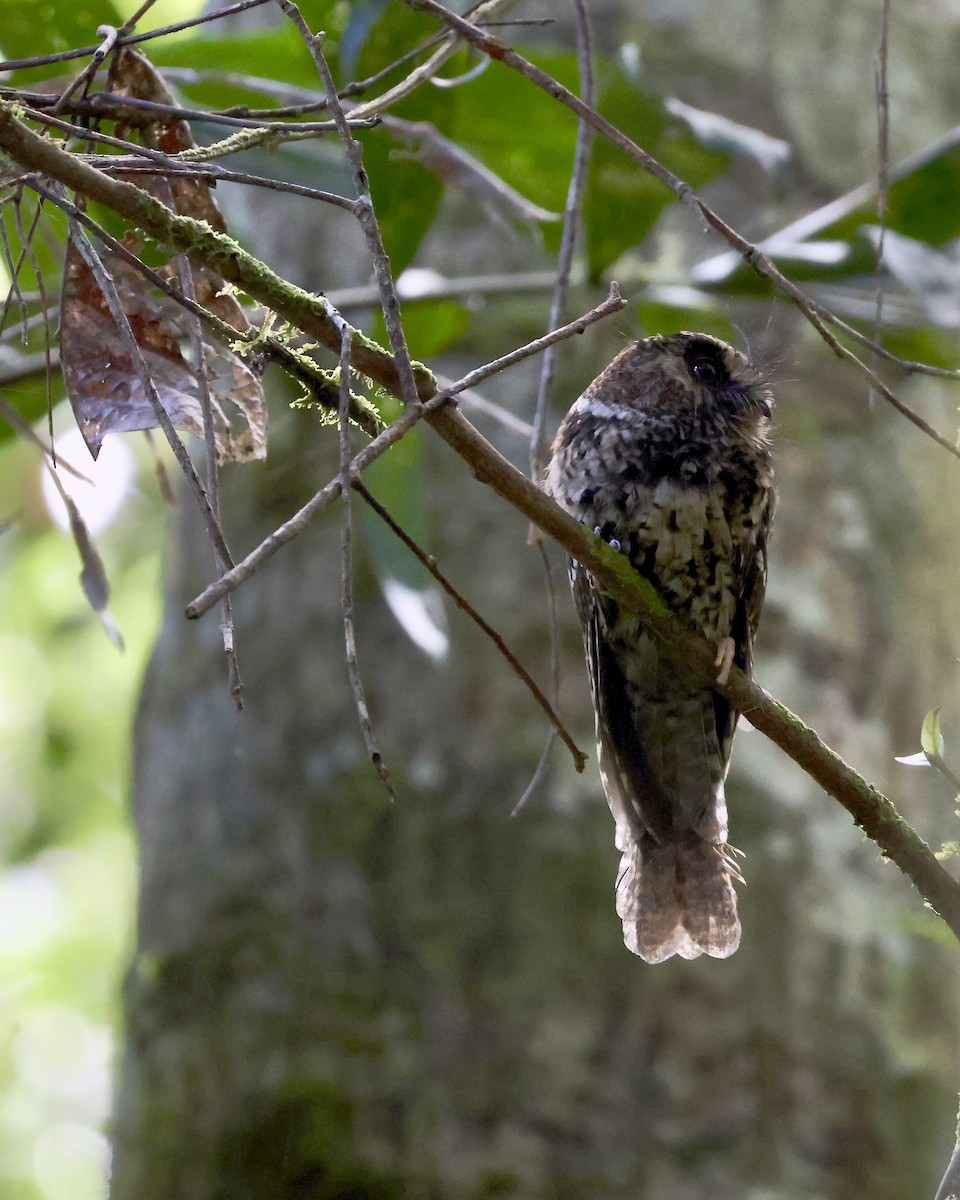 Mountain Owlet-nightjar - ML646427167