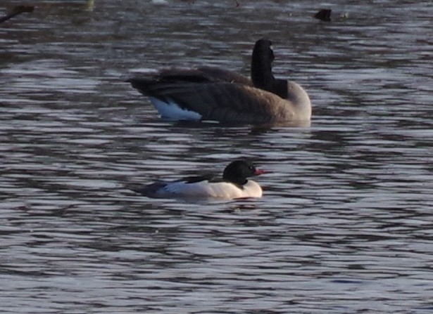 Common Merganser - ML646427168
