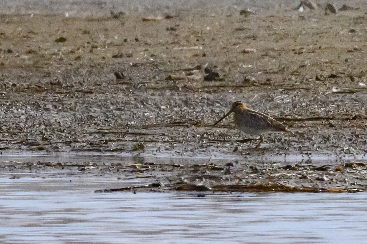 Wilson's Snipe - ML646427169