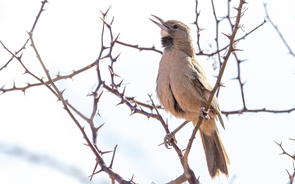 White-throated Cacholote - ML646427170