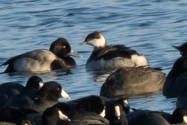 Horned Grebe - ML646427171