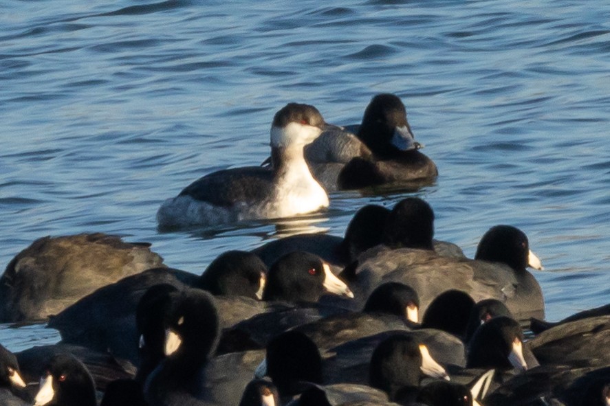Horned Grebe - ML646427172