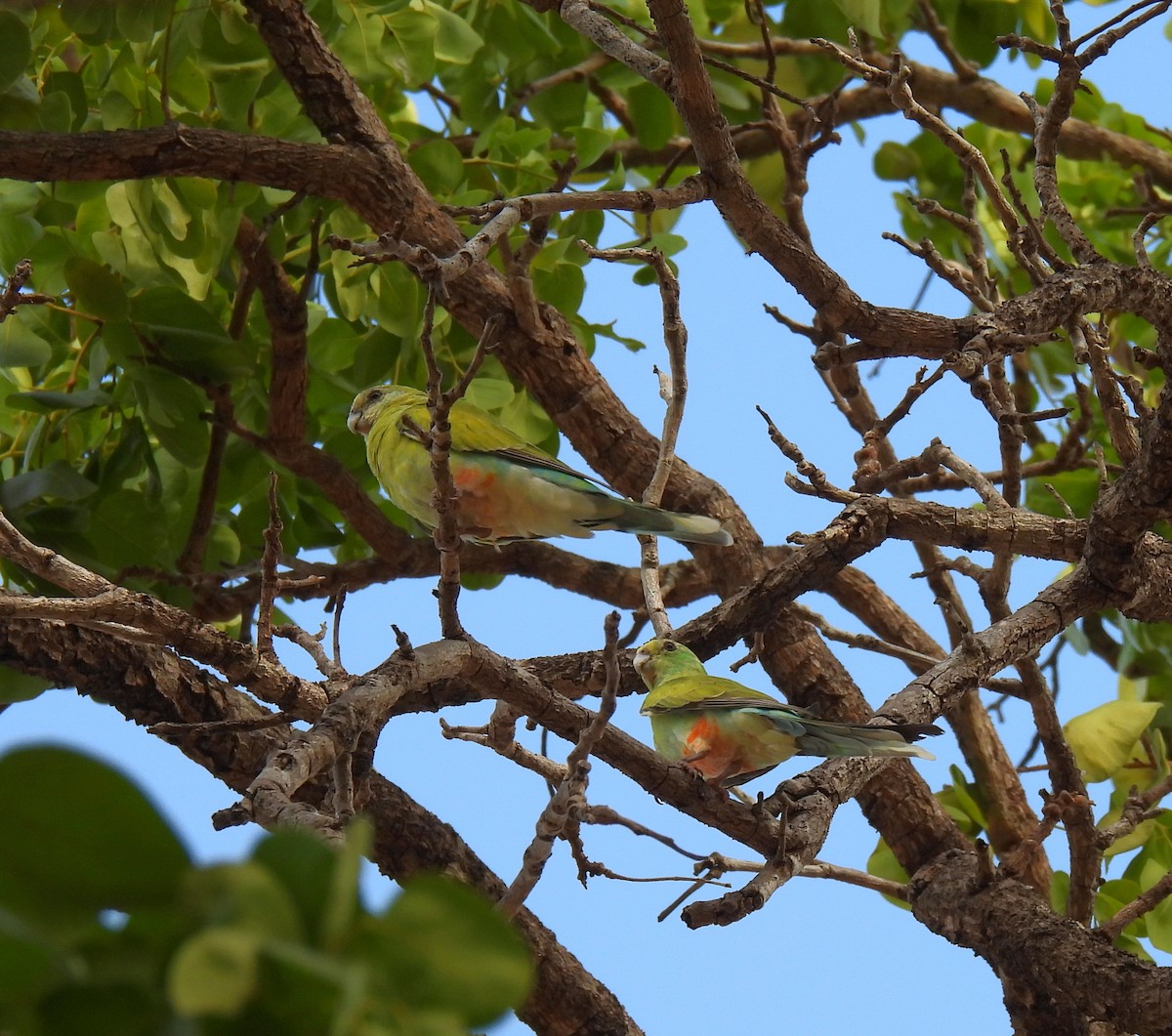 Golden-shouldered Parrot - ML646427173