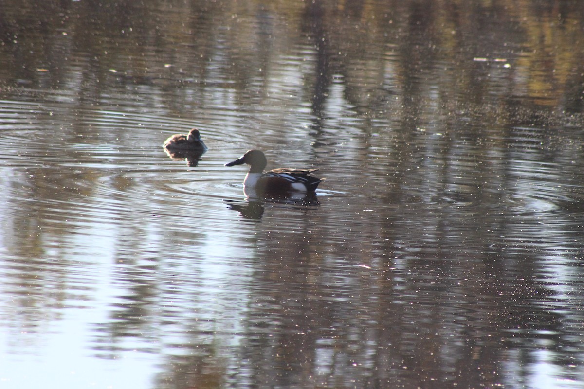 lžičák pestrý - ML646427174