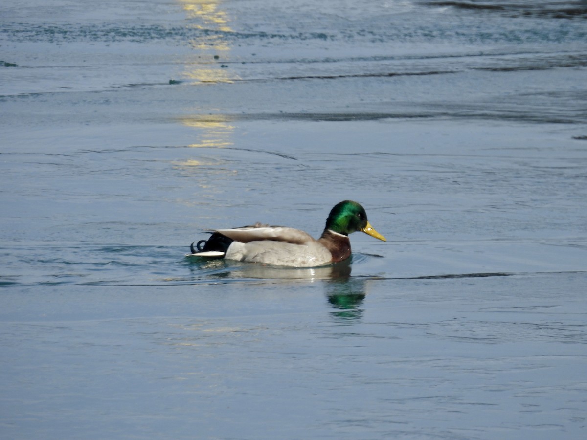 綠頭鴨 - ML646427175