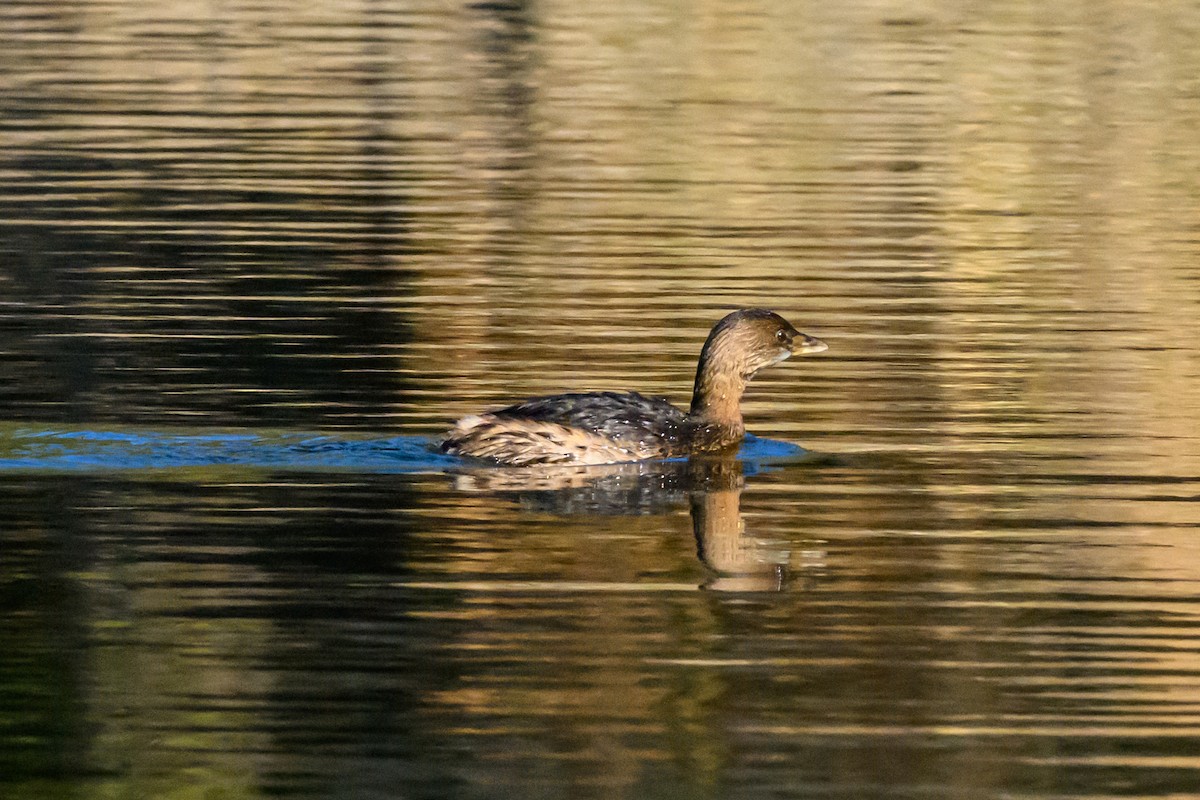 Pied-billed Grebe - ML646427178