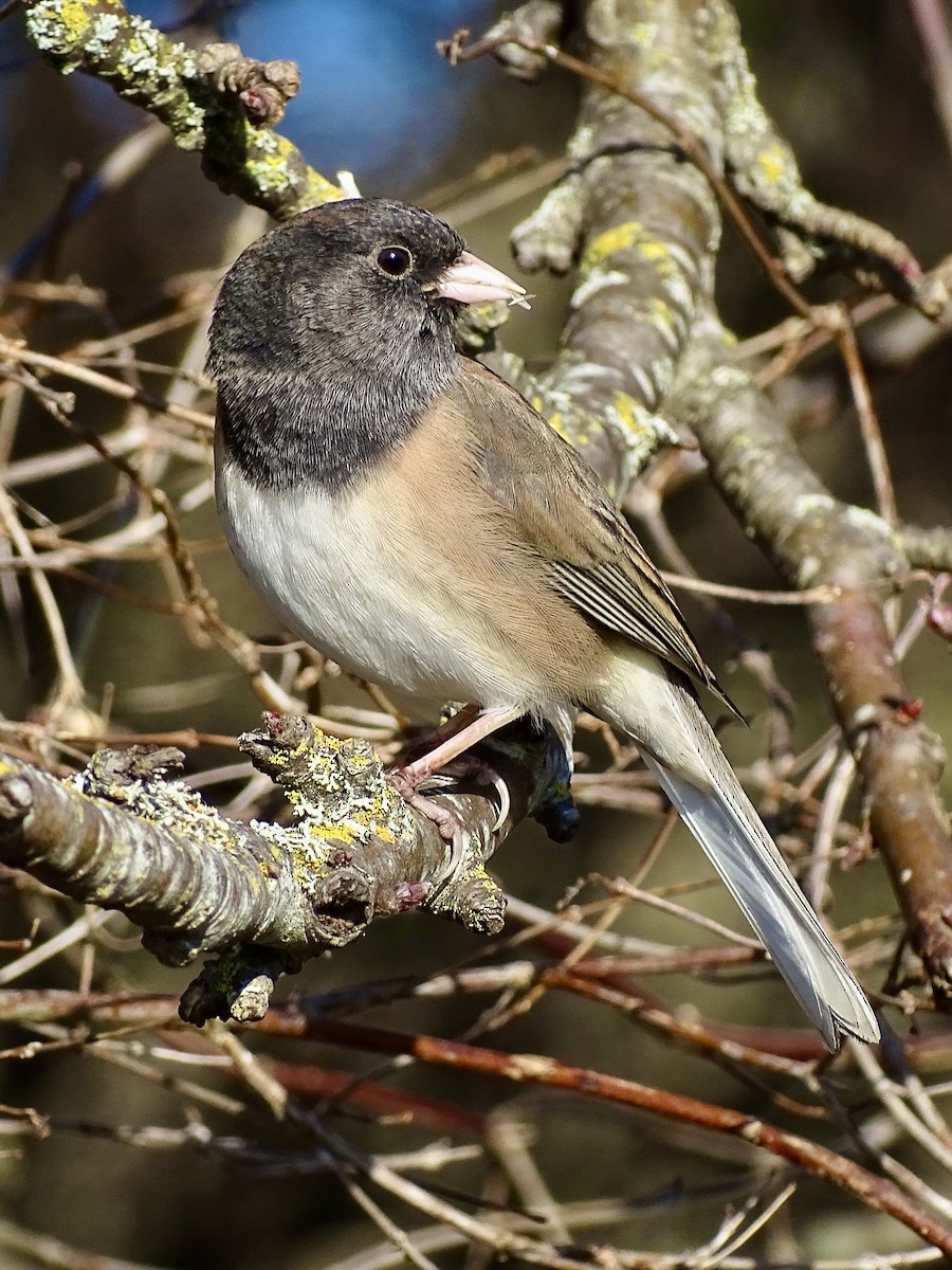 Dark-eyed Junco - ML646427179