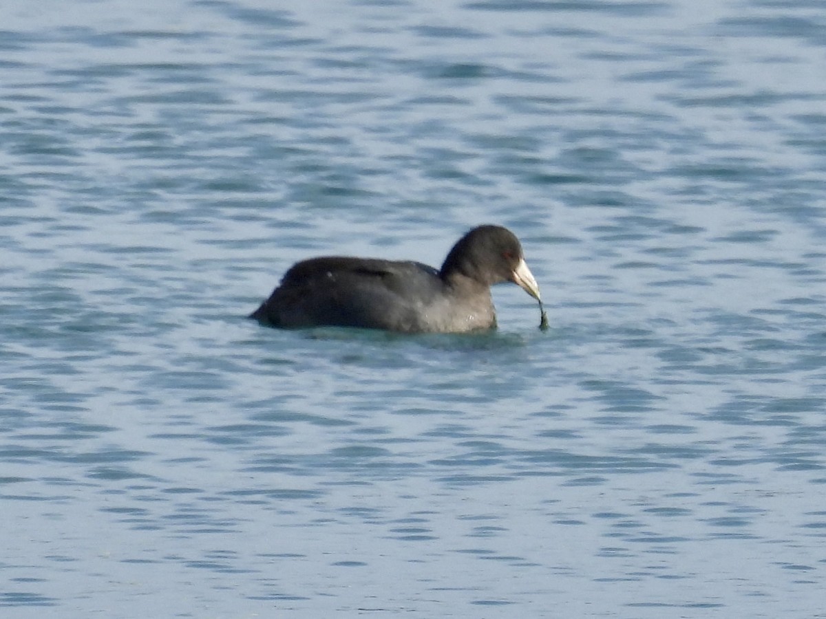American Coot - ML646427181