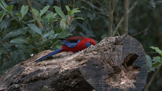 rosela Pennantova [skupina elegans] - ML646427185