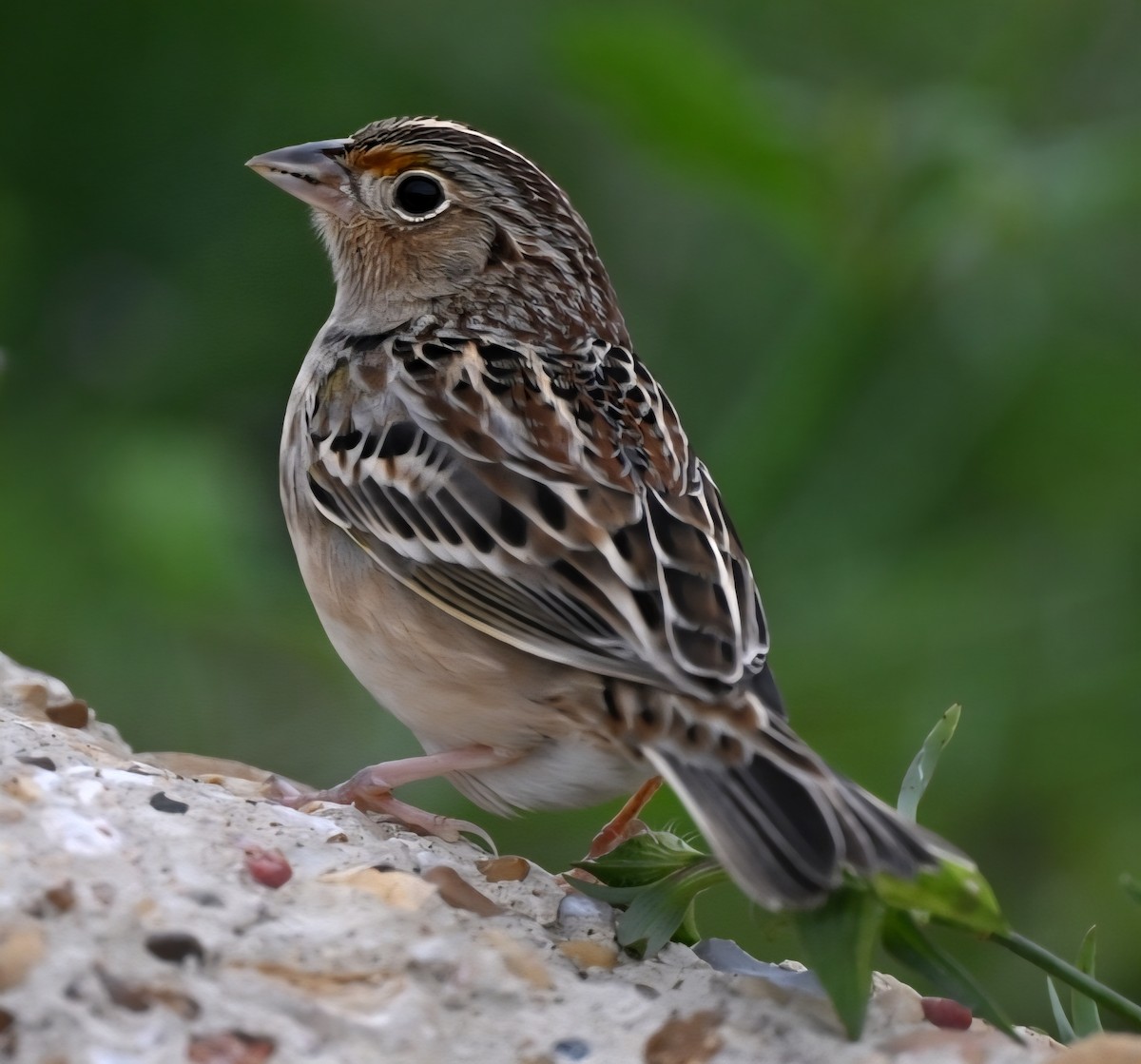 Grasshopper Sparrow - ML646427186
