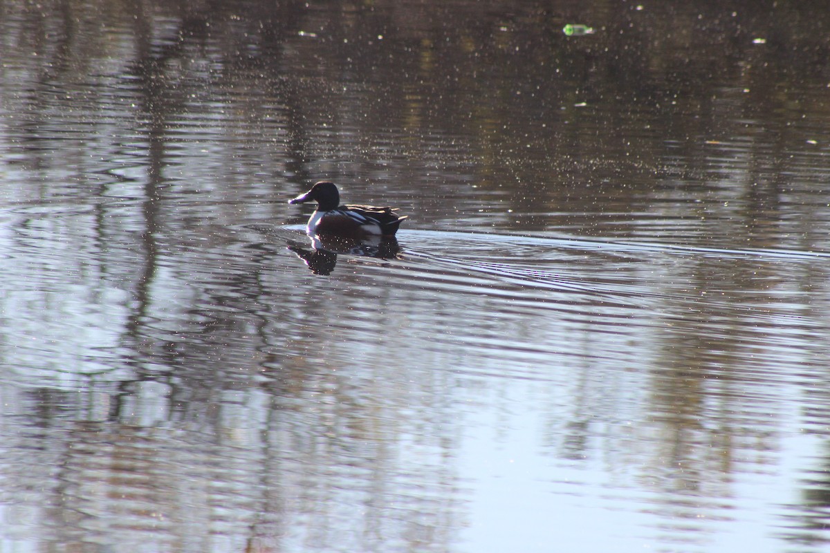 lžičák pestrý - ML646427187