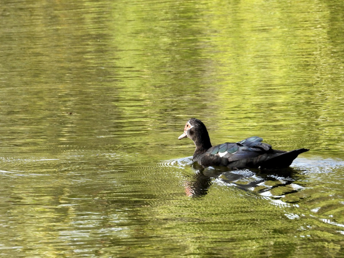 ノバリケン（家畜） - ML646427188