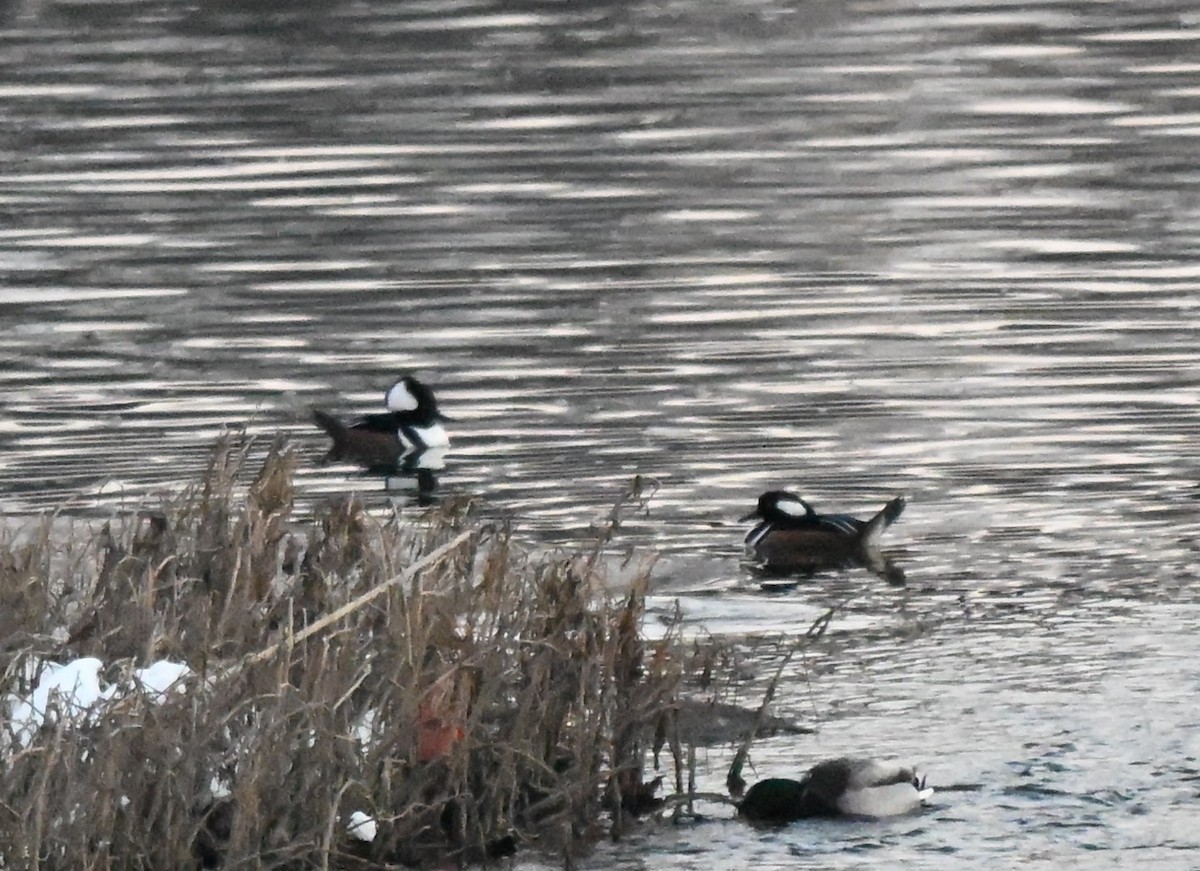 Hooded Merganser - ML646427190