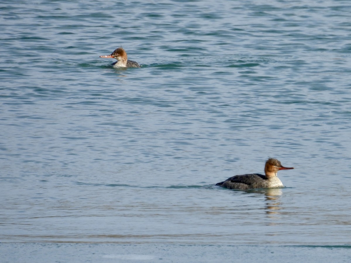 紅胸秋沙 - ML646427191