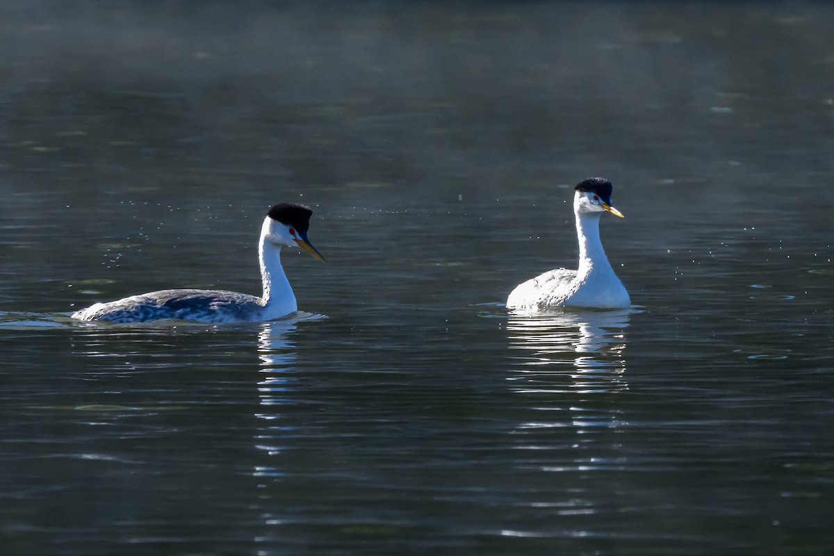 Clark's Grebe - ML646427192
