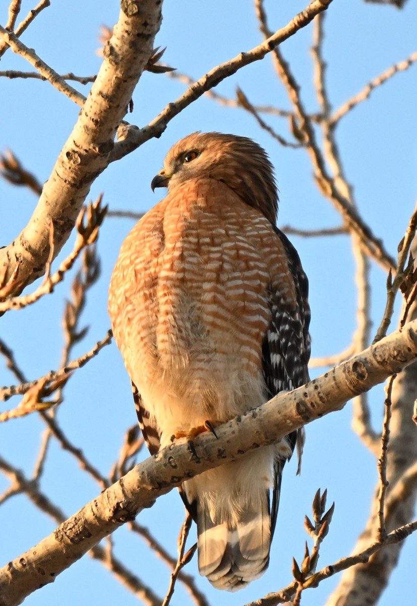 Red-shouldered Hawk - ML646427194