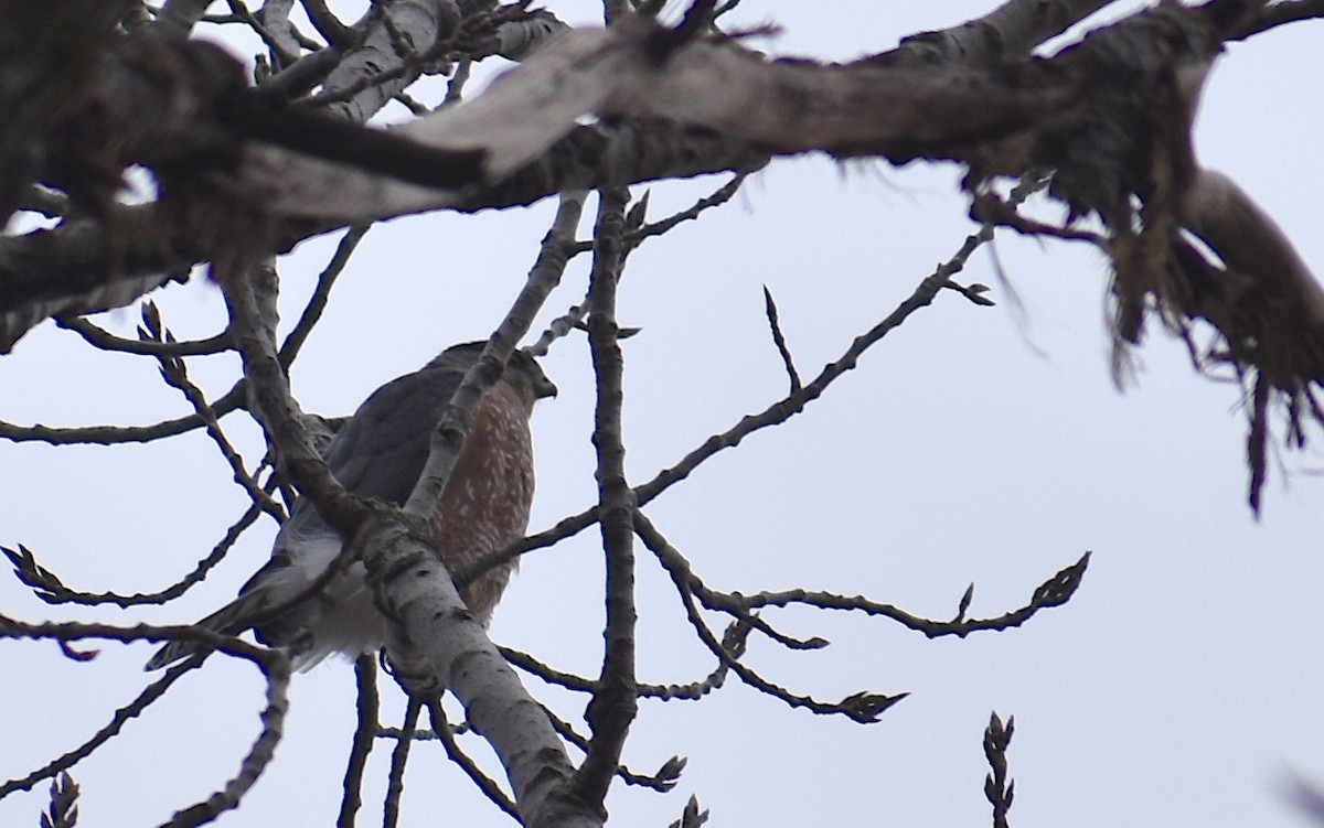 クーパーハイタカ - ML646427195