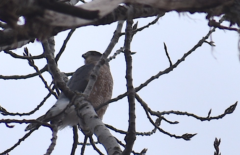 クーパーハイタカ - ML646427196