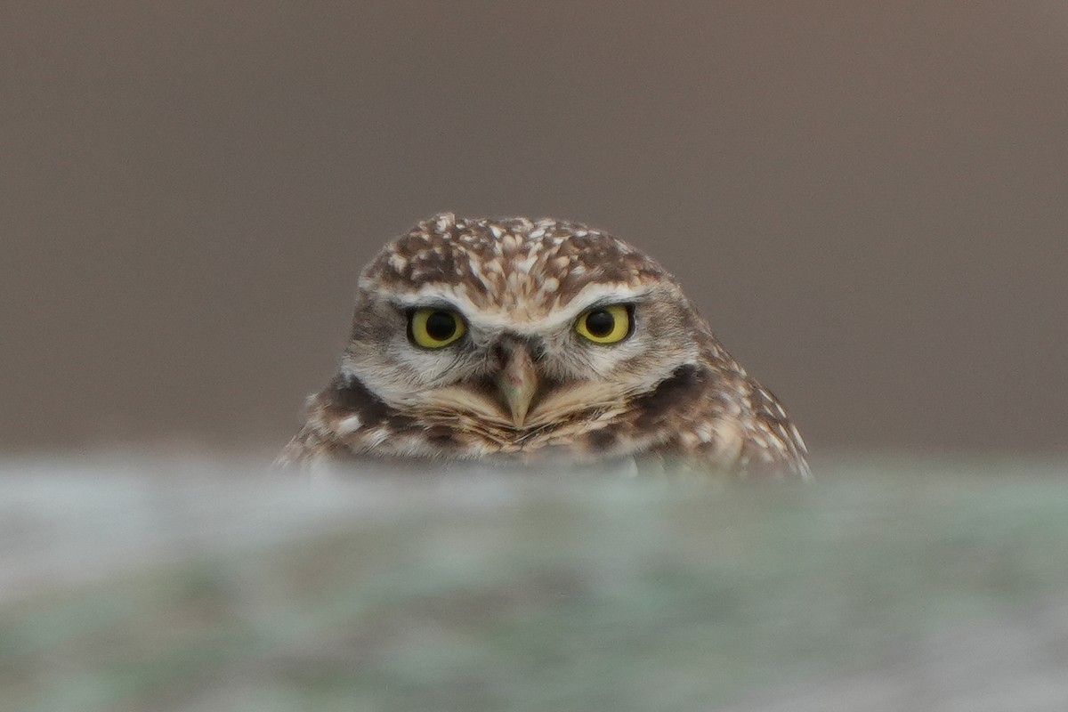 Yer Kukumavı - ML646427197