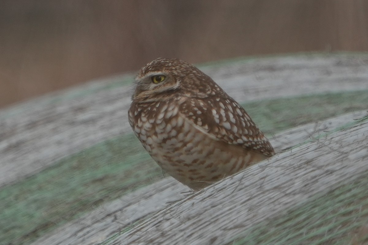 Yer Kukumavı - ML646427198