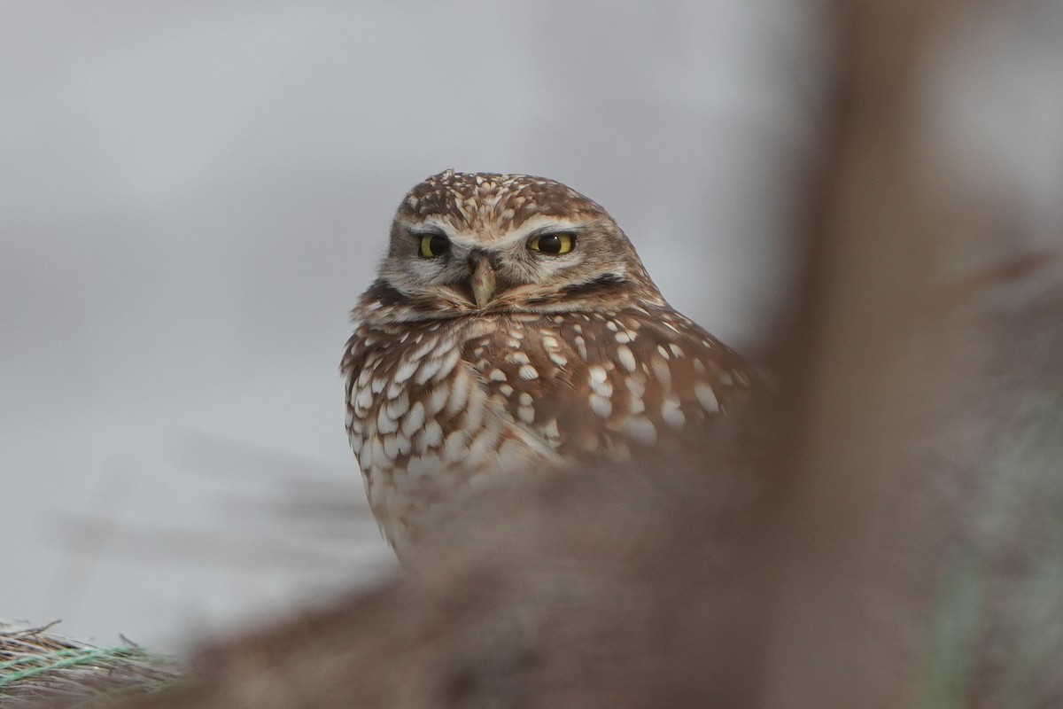 Yer Kukumavı - ML646427199