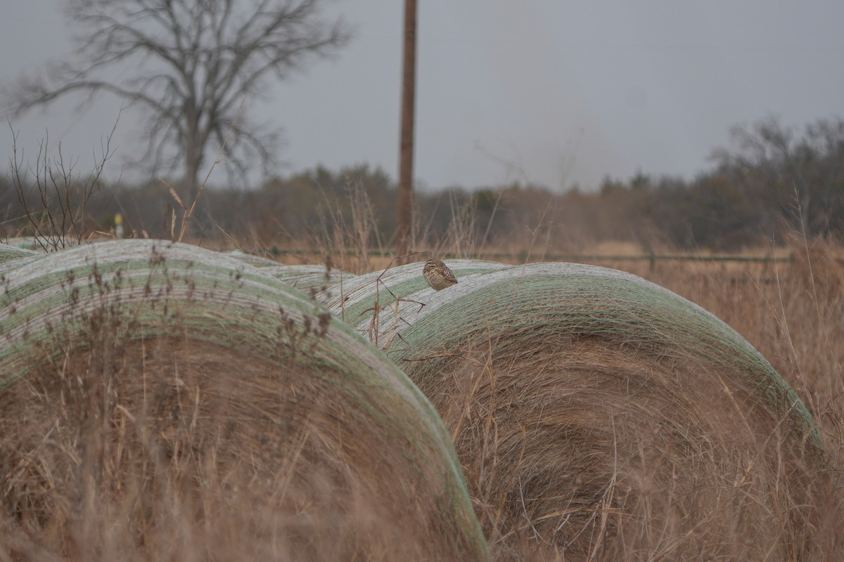 Yer Kukumavı - ML646427200