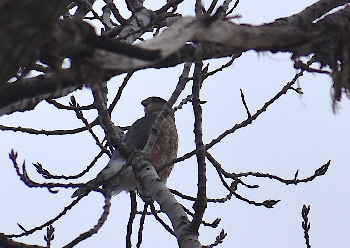 クーパーハイタカ - ML646427201