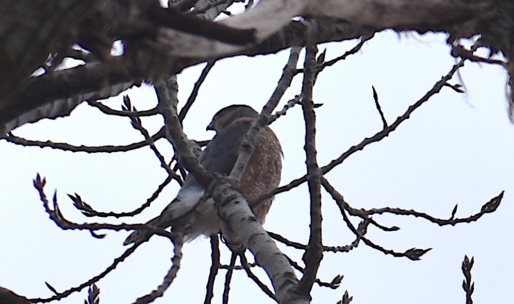 クーパーハイタカ - ML646427203