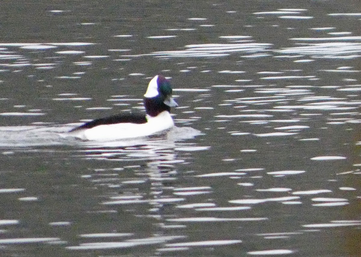 Bufflehead - ML646427205