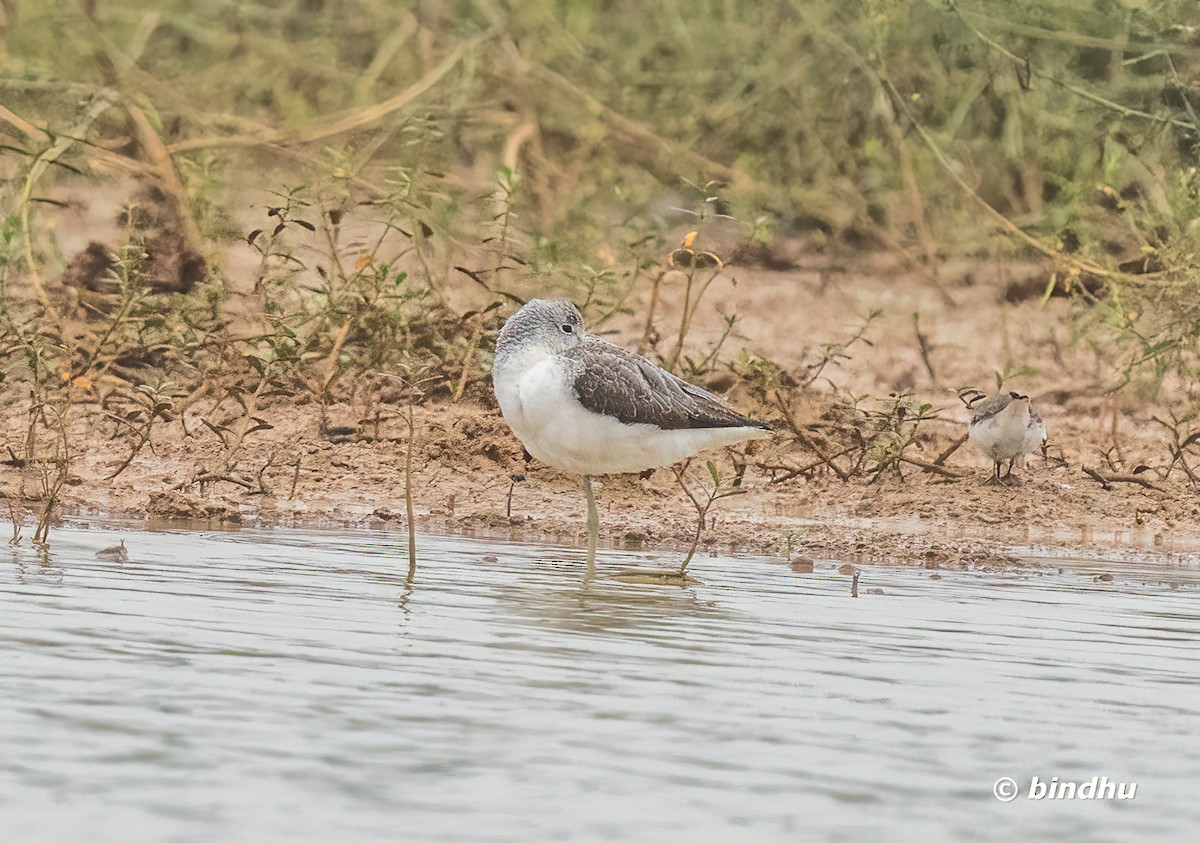 青足鷸 - ML646427217