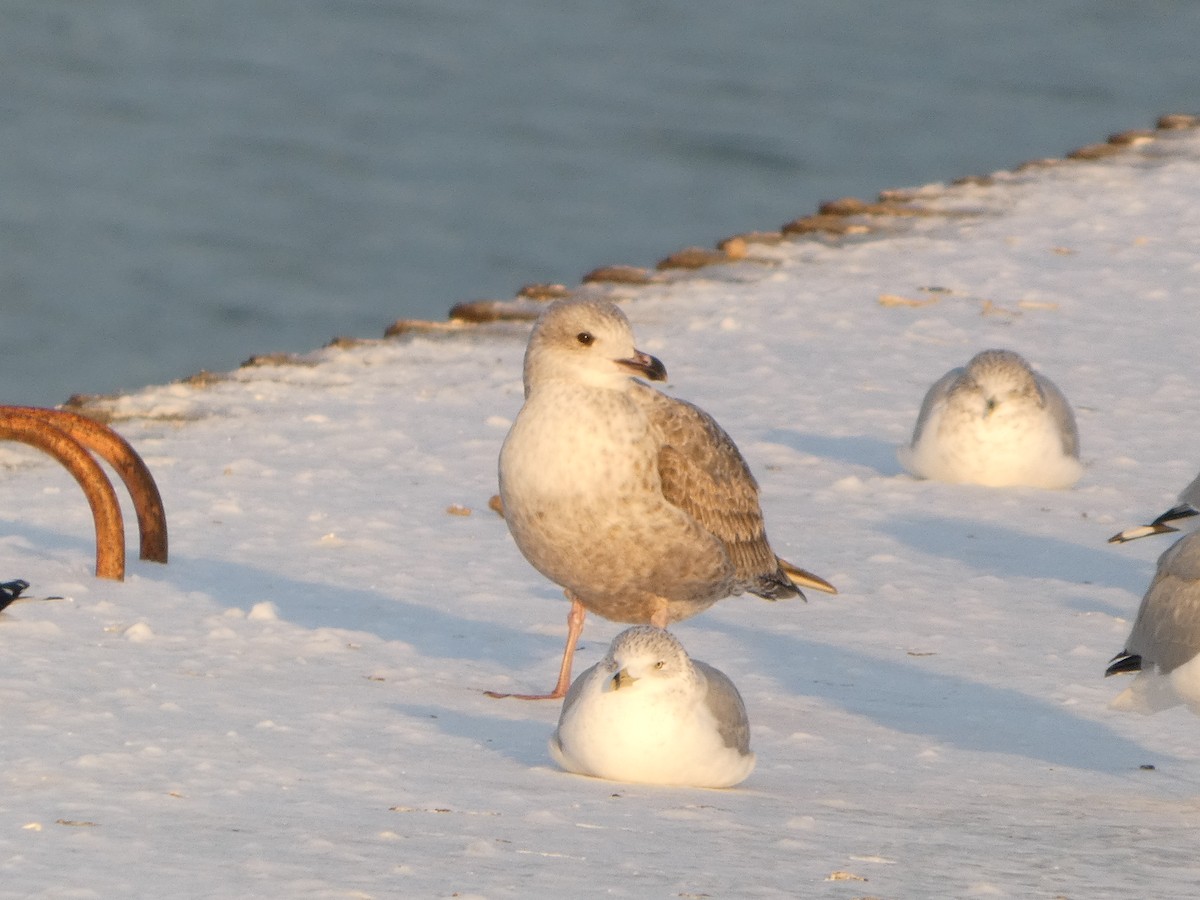 Мартин американський - ML646427223