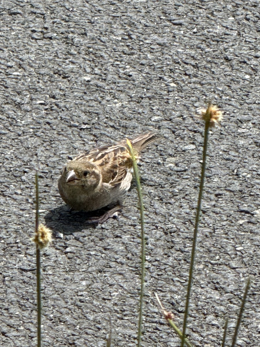 House Sparrow - ML646427224