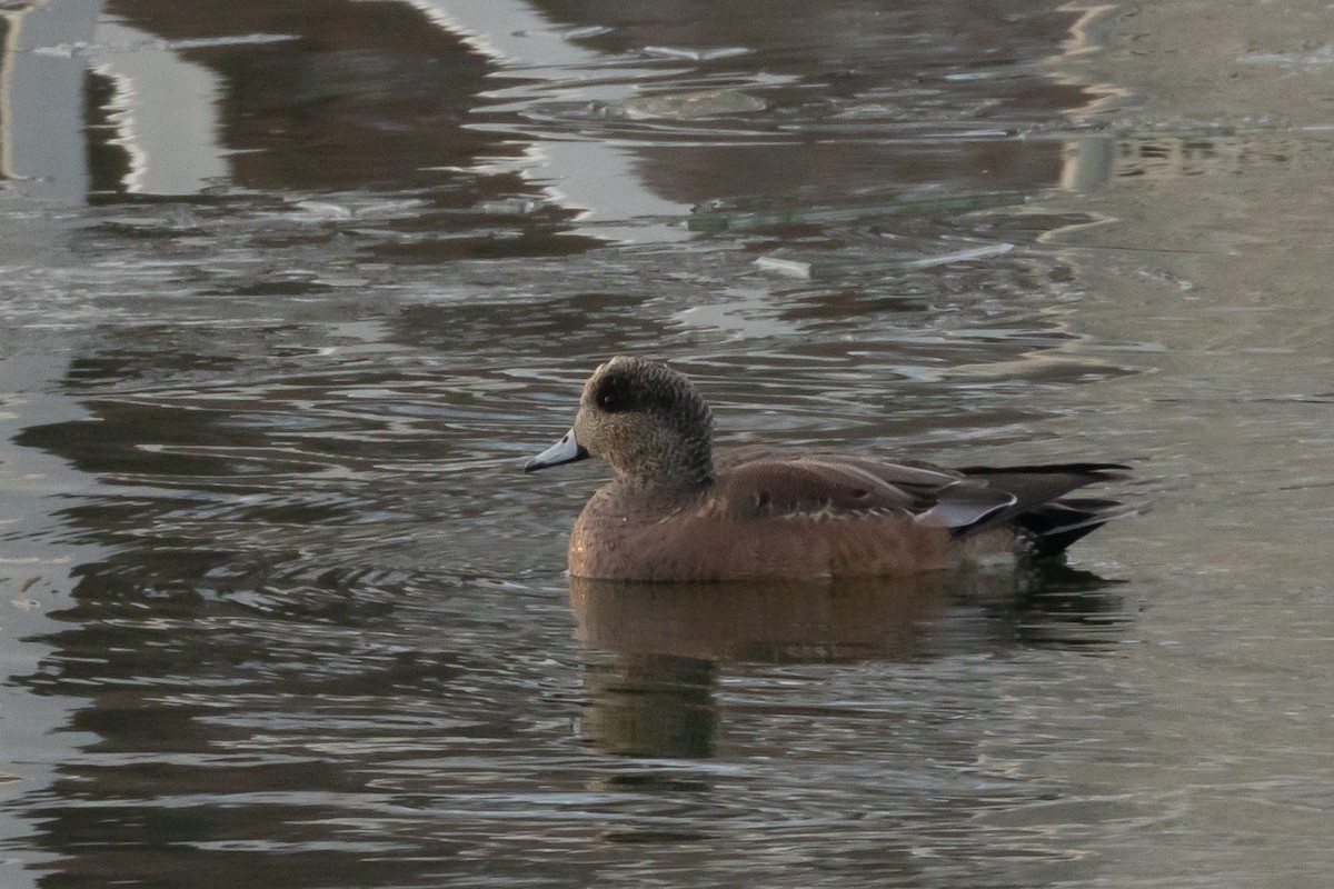 American Wigeon - ML646427227