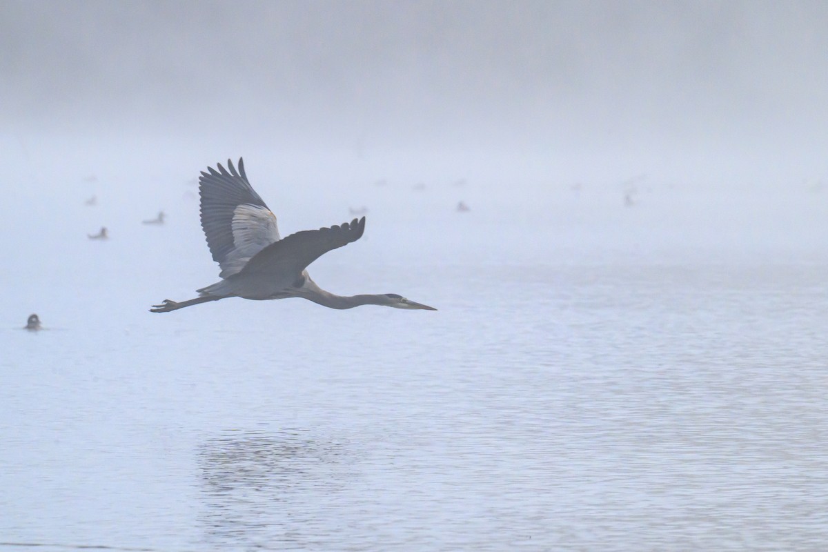 Great Blue Heron - ML646427231