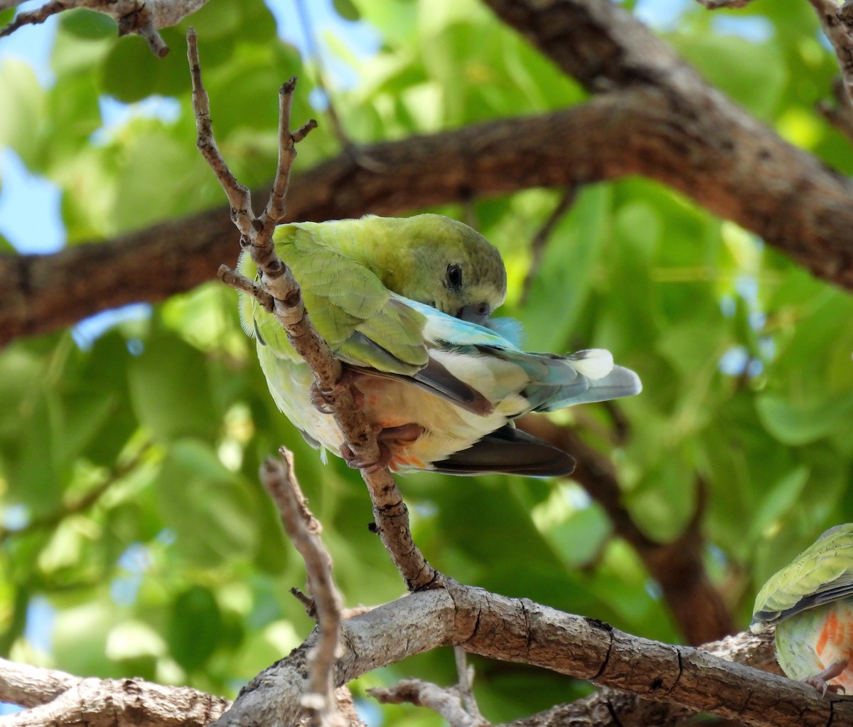Golden-shouldered Parrot - ML646427232